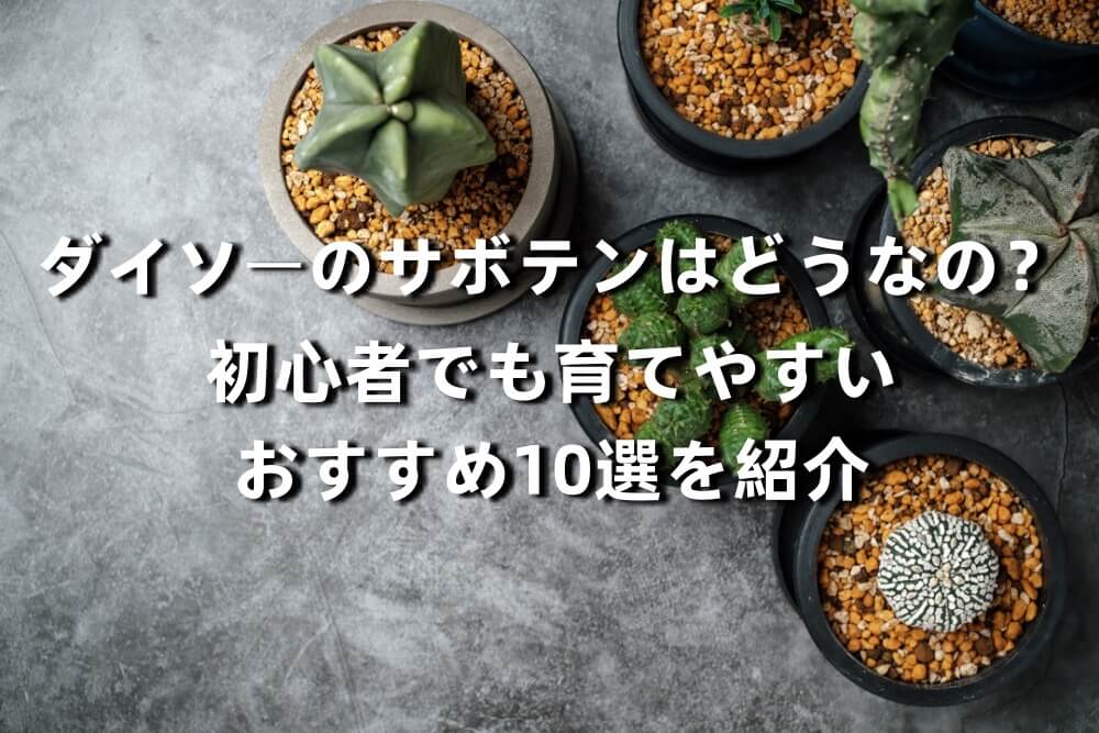 ダイソーのサボテンはどうなの 初心者でも育てやすいおすすめ10選を紹介